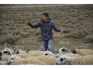 Göçebe çoban, zorlu yaşam koşulları nedeniyle hiç şehir görmedi