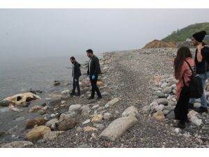 Sahile ölü inek vurdu