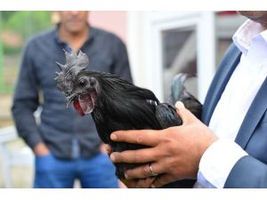 Süs tavukları açık arttırmayla satıldı