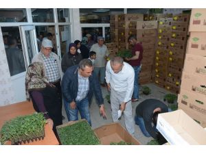 Aksaray’da çiftçilere 700 bin adet sebze fidesi dağıtıldı