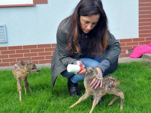 İki yavru geyik koruma altına alındı