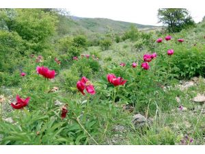 Cehrilik Lalesi doğayı kırmızıya boyadı