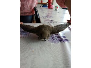 Yalova’da yaralı ebabil kuşu bulundu