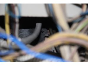 Elektrik panosuna sıkışan güvercin kurtarıldı