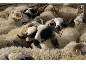 Koyun ve keçi üreticilerine küpe ödemleri başlıyor