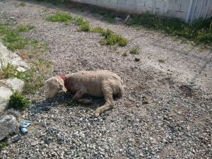 Hisarcık’ta köpekler 3 koyunu telef etti, 12 koyunu yaraladı