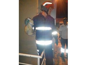 Hastanede mahsur kalan yavru tilkiyi itfaiye ekipleri kurtardı