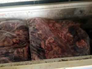 Aydın’da 5 ton kaçak domuz eti yakalandı
