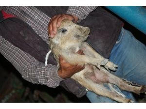 Manisalı çiftçi yaralı yaban domuzuna sahip çıktı