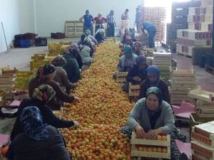 Mut’ta kayısı üreticisi altın yılını yaşıyor