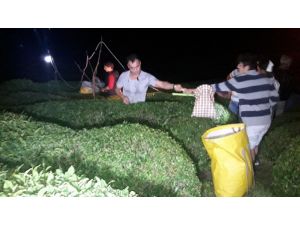 Sıcaklıklar artınca Rize’de çay üreticisi çayını gece toplamaya başladı