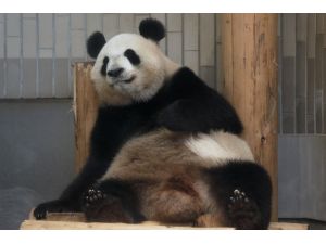 Tokyo’da 5 yıl sonra dev panda doğdu