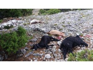 Karaman’da yıldırım düşmesi sonucu 15 keçi telef oldu