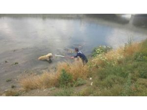 Kanala düşen köpeği itfaiye kurtardı