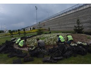 Düzce Belediyesi kenti çiçeklendirmeye devam ediyor