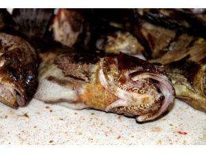 Kıyı balıkçılarının vazgeçilmezi: İskorpit balığı