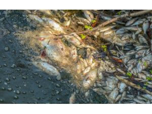 Bursa’da korkutan balık ölümleri
