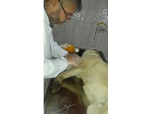 Yaralı köpek tedavi edilerek sahibine teslim edildi