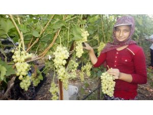 Türkiye’nin üzüm ambarında hasat dönemi