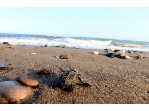 Yavru deniz kaplumbağaları denizle buluştu