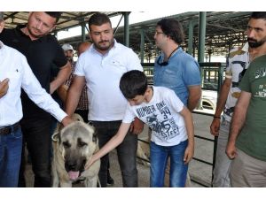 Festivalin ilgi odağı ’Boğaç’ oldu