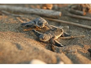 Başkan Tarhan, halkı yavru deniz kaplumbağalara karşı uyardı