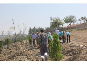 Sungurlu belediyesi 920 fidanı toprakla buluşturdu