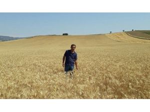 Belediye vatandaşlar için buğday ekti