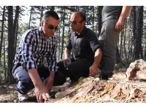 Soğuksu Milli Parkı, milyonlarca yıllık ağaç fosillerine ev sahipliği yapıyor