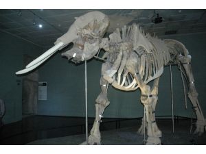 Kahramanmaraş’ın fil müzesi