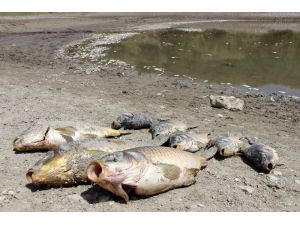 Göletteki yüzlerce balık oksijensizlikten öldü