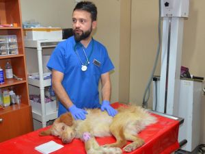 Hayvanseverin sahiplendiği felçli köpek tedavi altına alındı