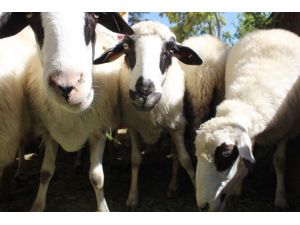 Göçü engellemek için 63 koyun dağıtıldı