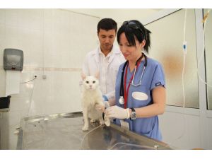 ADÜ Veteriner Fakültesi Hastanesi yılda 4 bin hastaya bakıyor