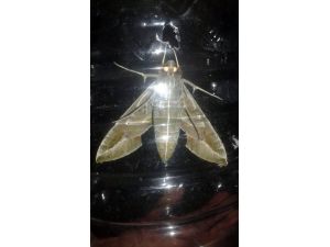 ‘Mekik kelebeği’ Van’da ilk defa kayıt altına alındı