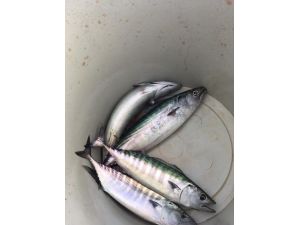 Çingene palamutları kovaya girmeye başladı