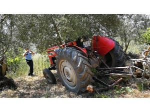 Traktör sürücüsünü zeytin ağacı kurtardı