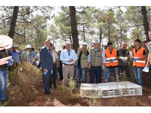 Sinop’ta 3 bin adet sülün doğaya salındı