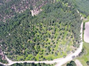 Kastamonu ve Sinop ormanları gençleşiyor