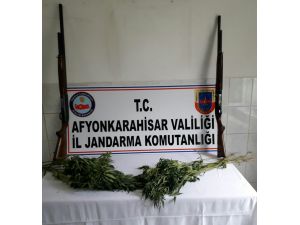 Jandarma 75 kök keneviri ile ruhsatsız av tüfekleri ele geçirdi