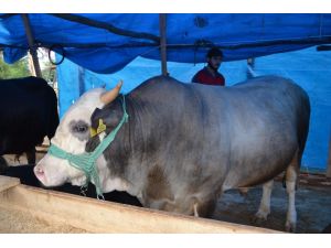 2 ton fındığa kurbanlık boğa