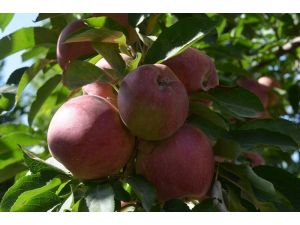 Iğdır’da elma dalında kaldı