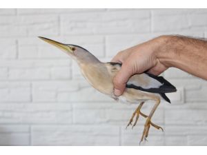 Küçük balaban yaralı olarak berber dükkanına sığındı