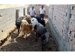 Besni ilçesinde genç çiftçilere 60 büyükbaş hayvan dağıtıldı
