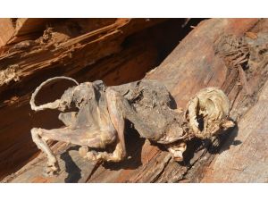 (düzeltme) 500 yıllık ağacın içinden çıkan hayvan iskeleti şaşırttı