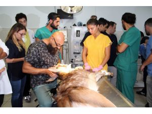 Her şey kızıl geyik yavrusunun dünyasının aydınlanması için