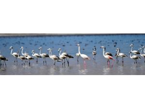 Flamingolar Arin Gölünde ilk defa yoğun şekilde görüntülendi