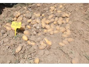 Yerli patateslerin hasadı yapıldı