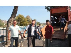 Koyun ve keçilerde verimliliği artırmak için kıvırcık ırkı damızlık koç dağıtıldı