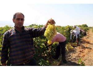 Elazığ’da en ‘hoş üzüm’ hasadı